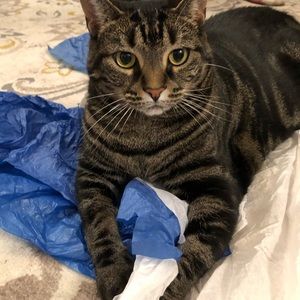 Meet your Posher, Sam